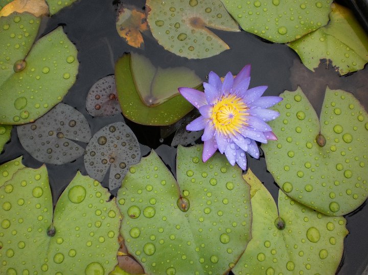 Water lilly  Nymphaea lotus.JPG - Nymphaea lotus:  Water lilly